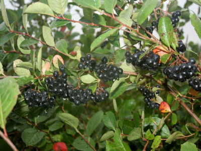 Sadnice kestena, kupine, godzi, aronije i lukovice sremusa