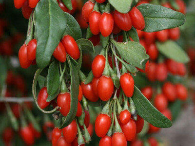 Sadnice kestena, kupine, godzi, aronije i lukovice sremusa