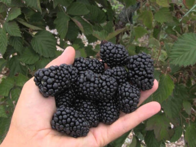 Sadnice kestena, kupine, godzi, aronije i lukovice sremusa