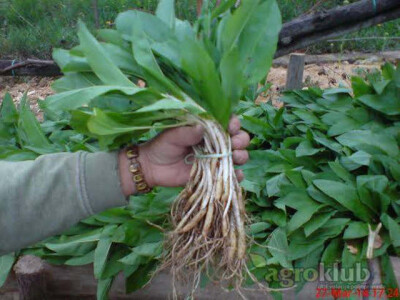 Sadnice kestena, kupine, godzi, aronije i lukovice sremusa