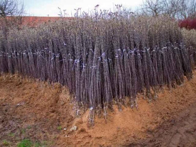 Sadnice iz rasadnika Dragana Nastica iz Trstenika