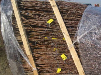 Sadnice iz rasadnika Dragana Nastica iz Trstenika