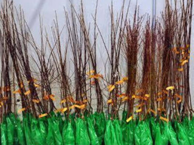 Sadnice iz rasadnika Dragana Nastica iz Trstenika