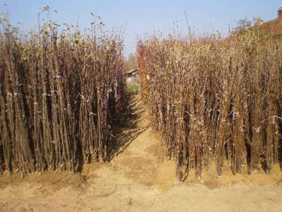 Sadnice iz rasadnika Dragana Nastica iz Trstenika