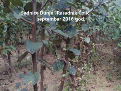 PONUDA VOĆNIH I LOZNIH SADNICA ZA JESEN 2017/PROLEĆE 2018 GOD.