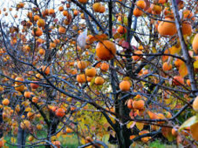 PONUDA VOĆNIH I LOZNIH SADNICA ZA JESEN 2017/PROLEĆE 2018 GOD.