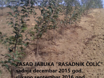 PONUDA VOĆNIH I LOZNIH SADNICA ZA JESEN 2017/PROLEĆE 2018 GOD.