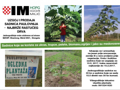 Paulovnije sadnice jednogodišnje za proljeć 4.mj i sadnice za 15.05