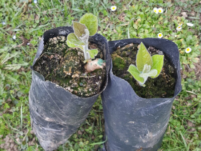 Paulovnija čepovana,isporuka sa zemljom,jednogodišnja,kupovina na rate