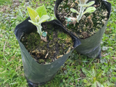 Paulovnija čepovana,isporuka sa zemljom,jednogodišnja,kupovina na rate