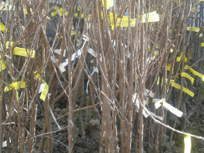 SADNICE VIŠNJE DVOGODIŠNJE 180cm+ AKCIJSKA CIJENA DO 01.04.2017.