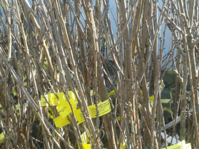 SADNICE VIŠNJE DVOGODIŠNJE 180cm+ AKCIJSKA CIJENA DO 01.04.2017.