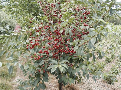 SADNICE VIŠNJE DVOGODIŠNJE 180cm+ AKCIJSKA CIJENA DO 01.04.2017.