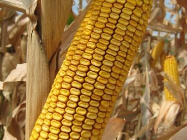 Sjeme hibridnog kukuruza Os 2983 (FAO 290)