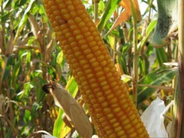 Sjeme hibridnog kukuruza Tvrtko 303 (FAO 270)