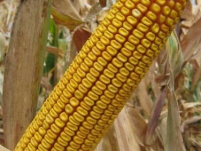 Sjeme hibridnog kukuruza Os 378 (FAO 350) + GAUCHO