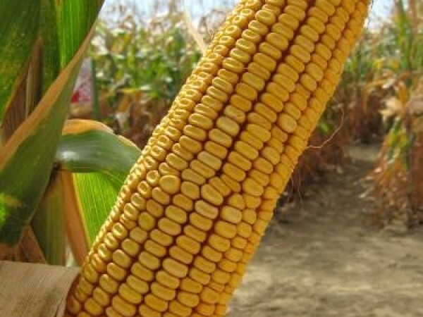 Sjeme hibridnog kukuruza Os 396 (FAO 380)