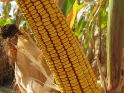 Sjeme hibridnog kukuruza Os 430 (FAO 440) + Gaucho