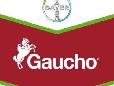 Sjeme hibridnog kukuruza Os 430 (FAO 440) + Gaucho