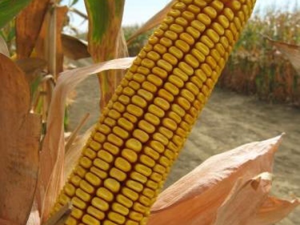 Sjeme hibridnog kukuruza Ossk 444 (FAO 450)