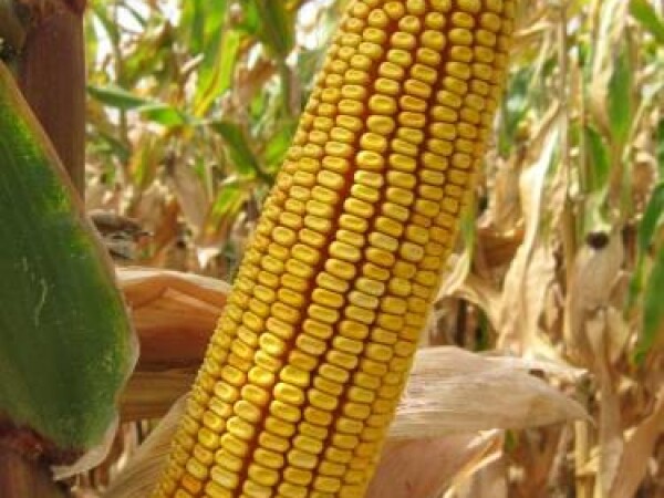 Sjeme hibridnog kukuruza Os 499 (FAO 490)