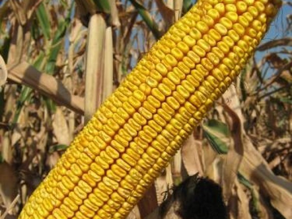 Sjeme hibridnog kukuruza Ossk 552 (FAO 580)