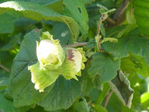 Sadnice lješnjaka - prodajem