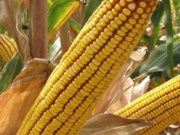 Sjeme hibridnog kukuruza Ossk 596 (FAO 590)