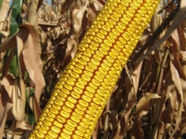 Sjeme hibridnog kukuruza Ossk 602 (FAO 620)