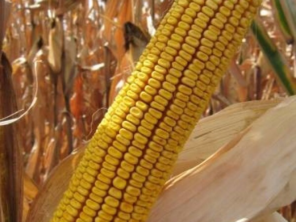 Sjeme hibridnog kukuruza Ossk 617 (FAO 610)