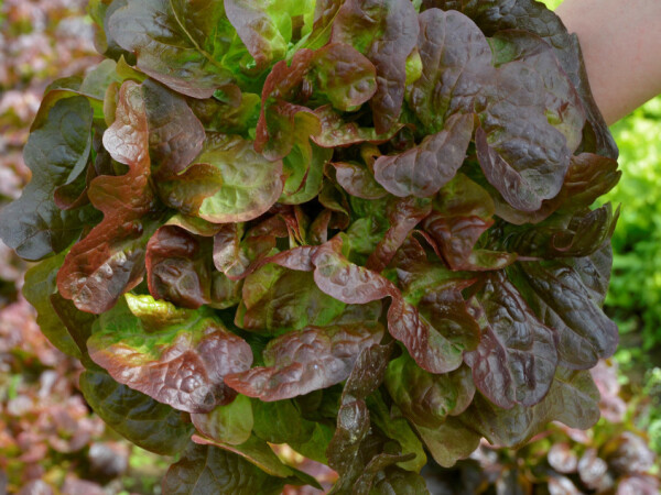 Salata hrastov list, Oakly