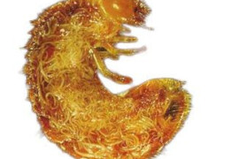 Entomopatogene nematode