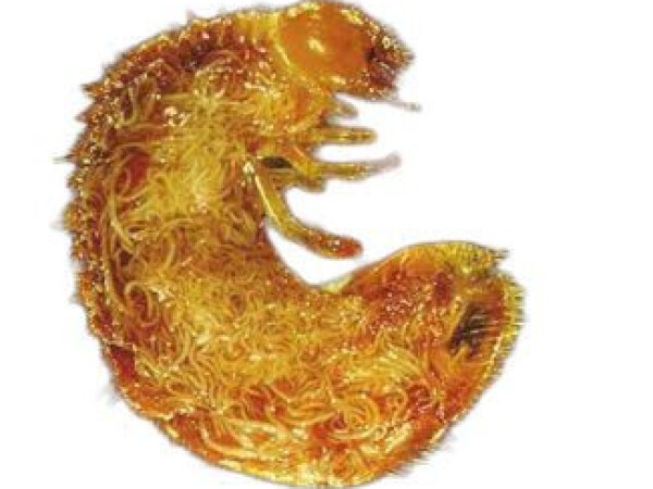 Entomopatogene nematode