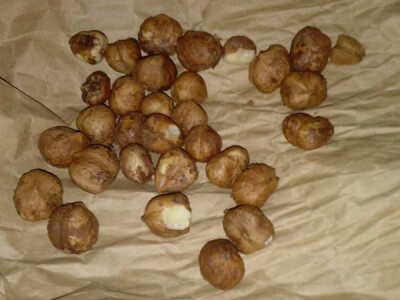 Usluzno krckanje Lesnik i Orah