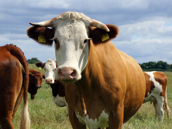 Smjesa za krave 19 SP