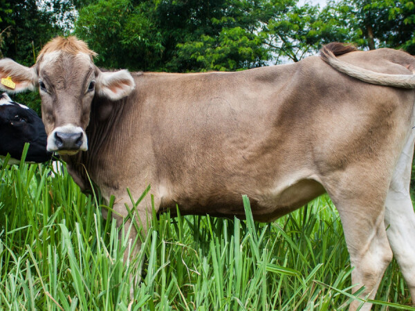 Smjesa za junad GJ-1