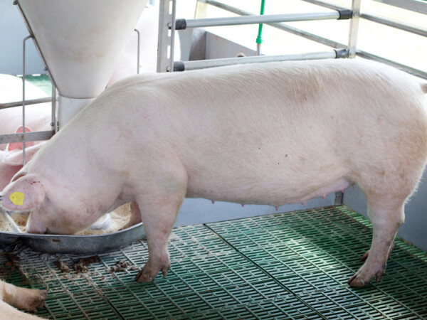 Super za svinje 40 SP