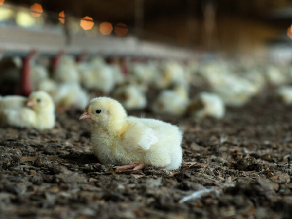 Super za piliće 40 SP