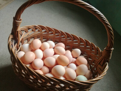 Prodajem DOMAĆA JAJA, 80 lipa/komad!