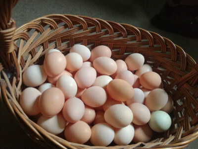 Prodajem DOMAĆA JAJA, 80 lipa/komad!
