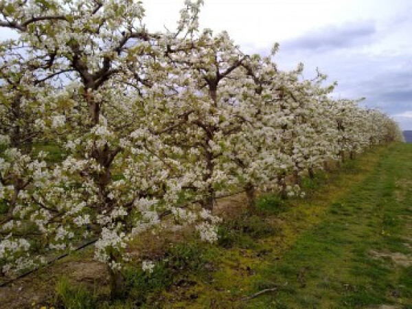 Prodajem vocnjak kruske