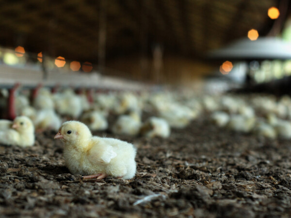Osigurajte svojim pilićima pravilnu ishranu!