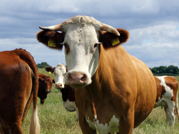 Vaše govedo zaslužuje dobro!