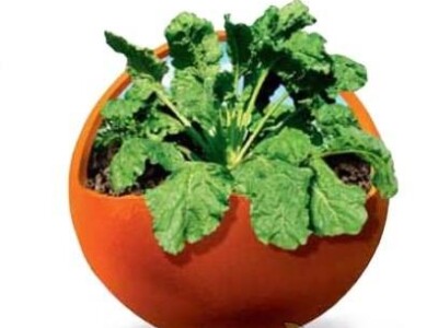 Severina R/Cr - sjeme šećerne repe