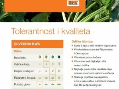 Severina R/Cr - sjeme šećerne repe