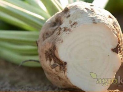 Severina R/Cr - sjeme šećerne repe