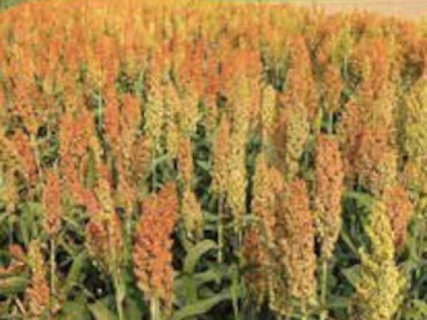 Frisket - hibrid sirka