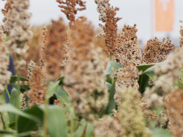 Nutrigrain - hibrid sirka