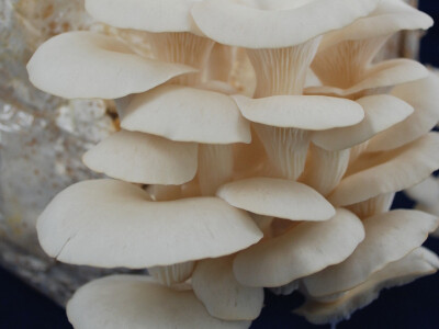 Micelijum seme pecuraka