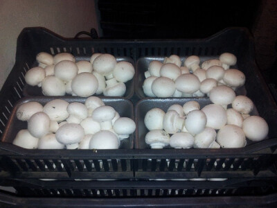 Micelijum seme pecuraka